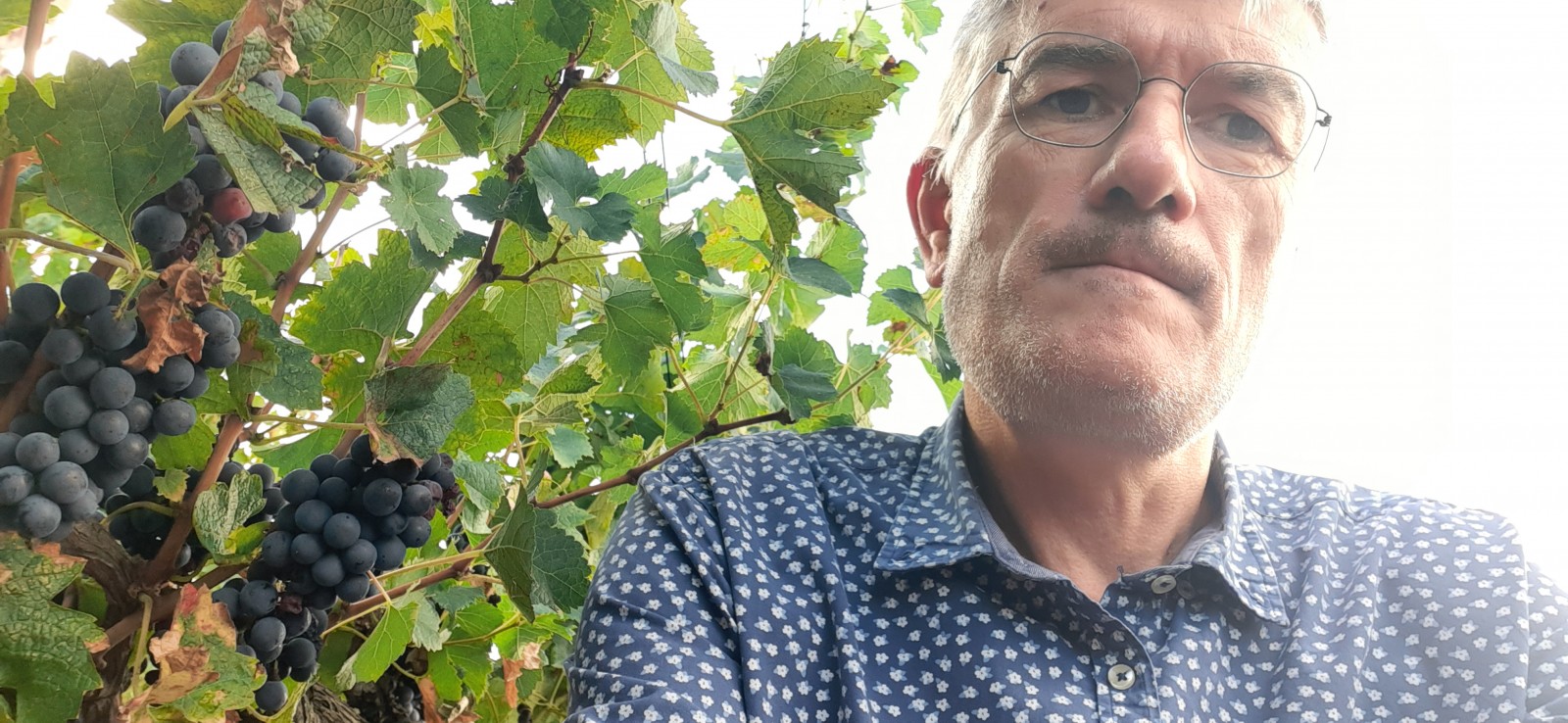 Se faire accompagner par un oenologue pour les vendanges à Pomerol 